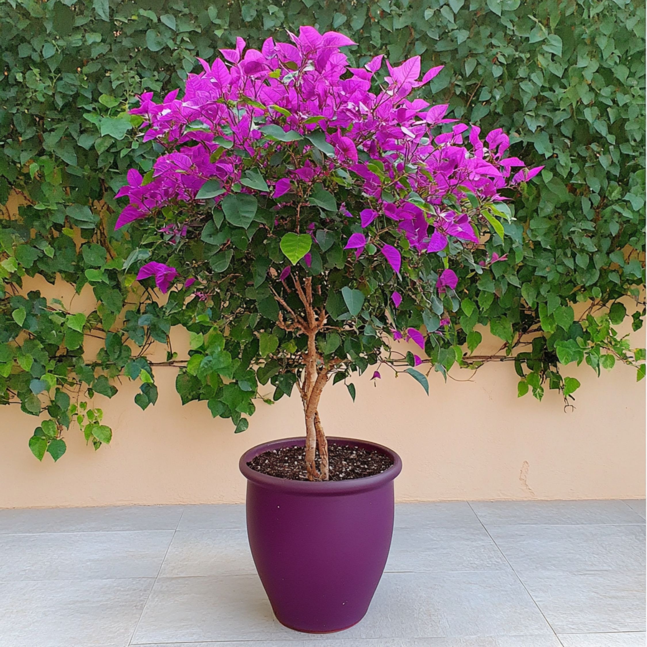 Bougainvillier - Bougainvillea 'Alexandra' - Hauteur 50-60cm - ⌀17cm - 3