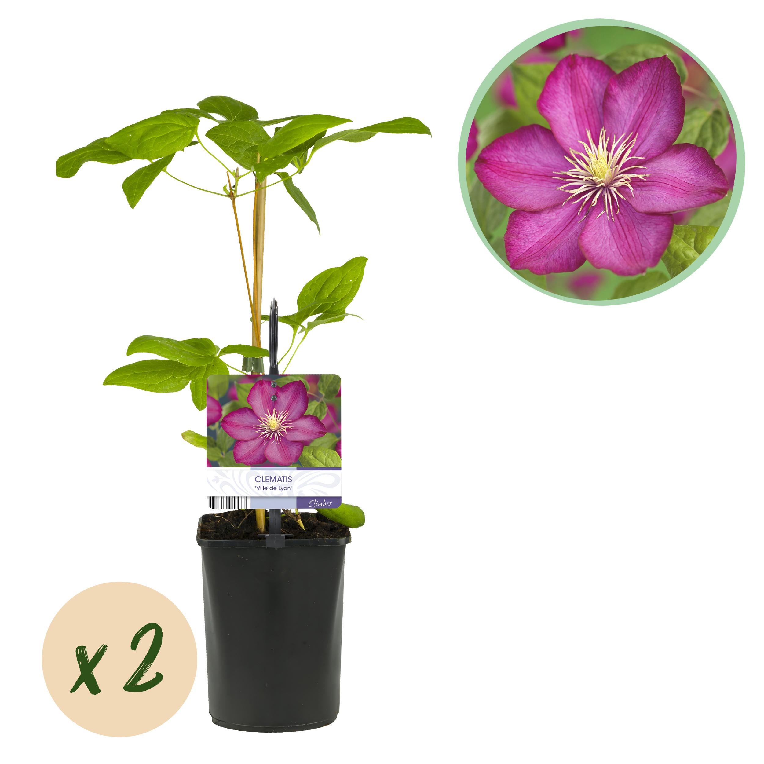 Clematis Ville de Lyon - Powojnik pnący różowe kwiaty, długie kwitnienie, łatwa pielęgnacja, 2 rośliny, doniczka 11cm