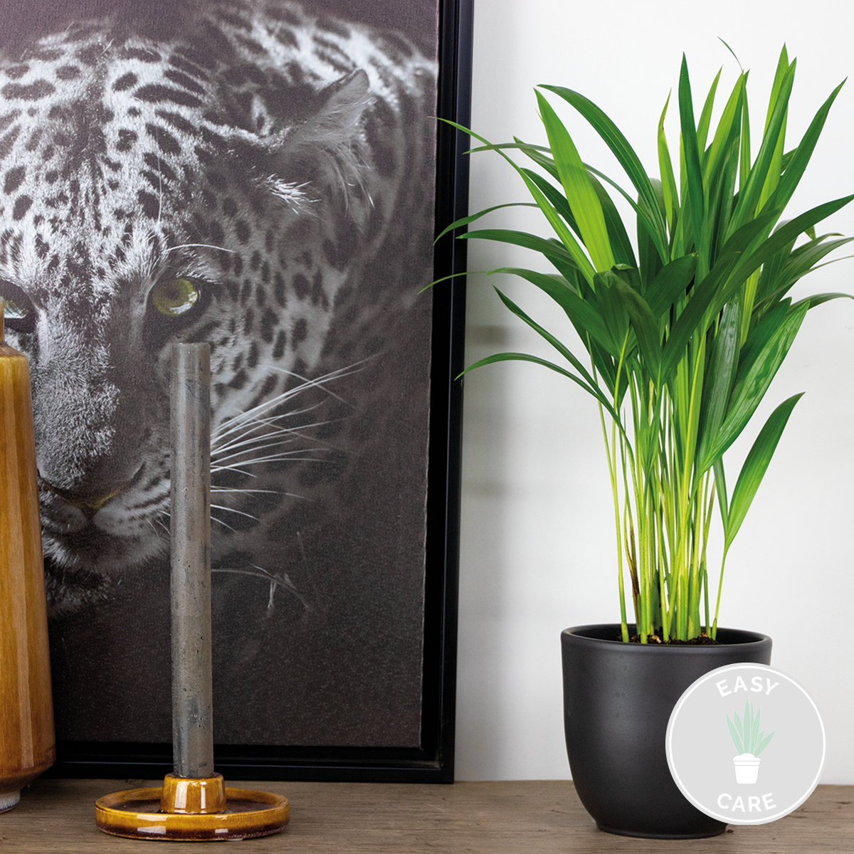 Dypsis Lutescens - Palmier Areca - Plante d’intérieur - Dépolluante - H. 30-40 cm - P. 12 cm - 2