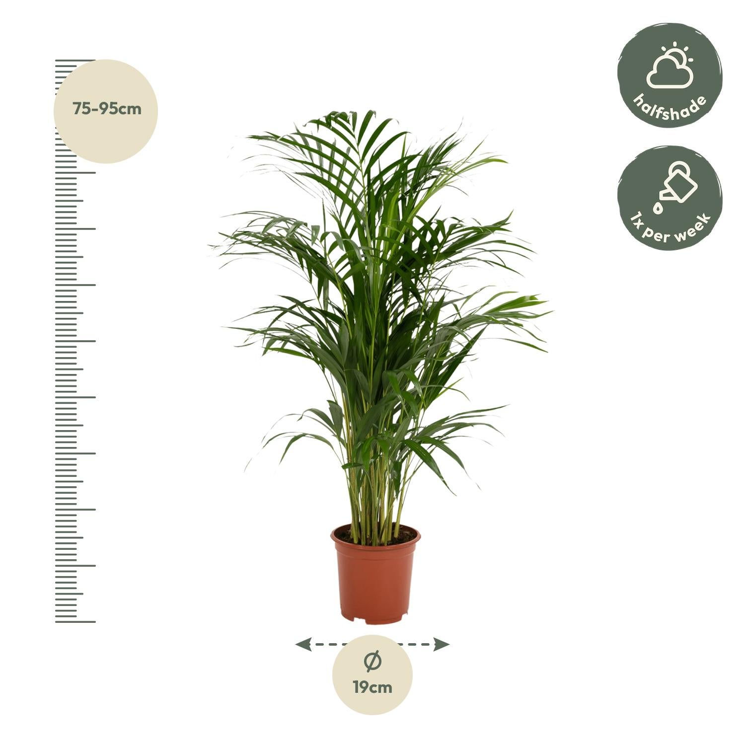 Palmier Areca plante d’intérieur feuillage vert hauteur 70 cm pot Ø17 cm– ComfortXL Green - 8