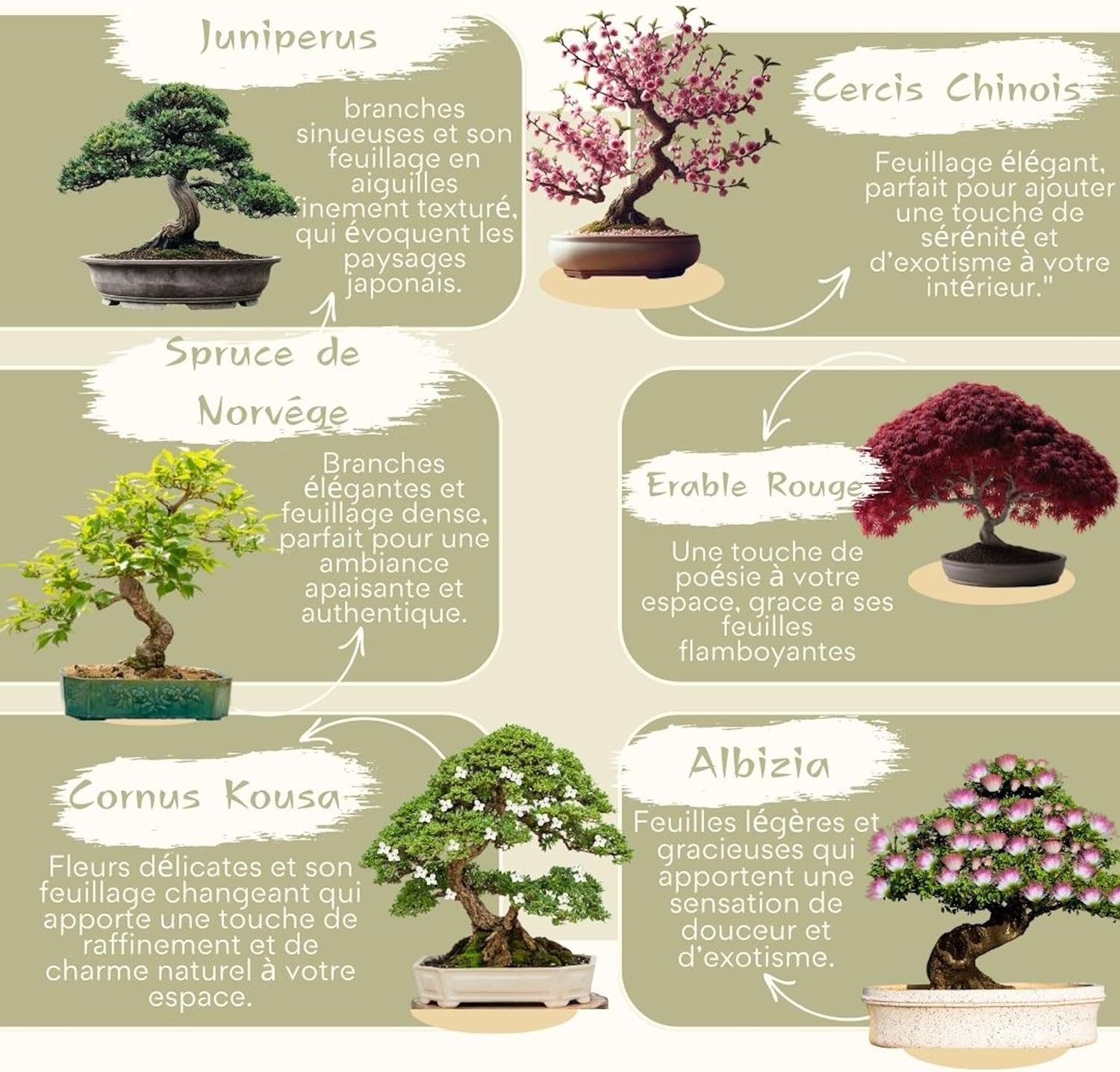 CULTIVEA® Mini Kit Prêt à Pousser 6 Bonsaï - Kit complet avec accessoires - Idée Cadeau Jardinage, Noël, Anniversaire - 4