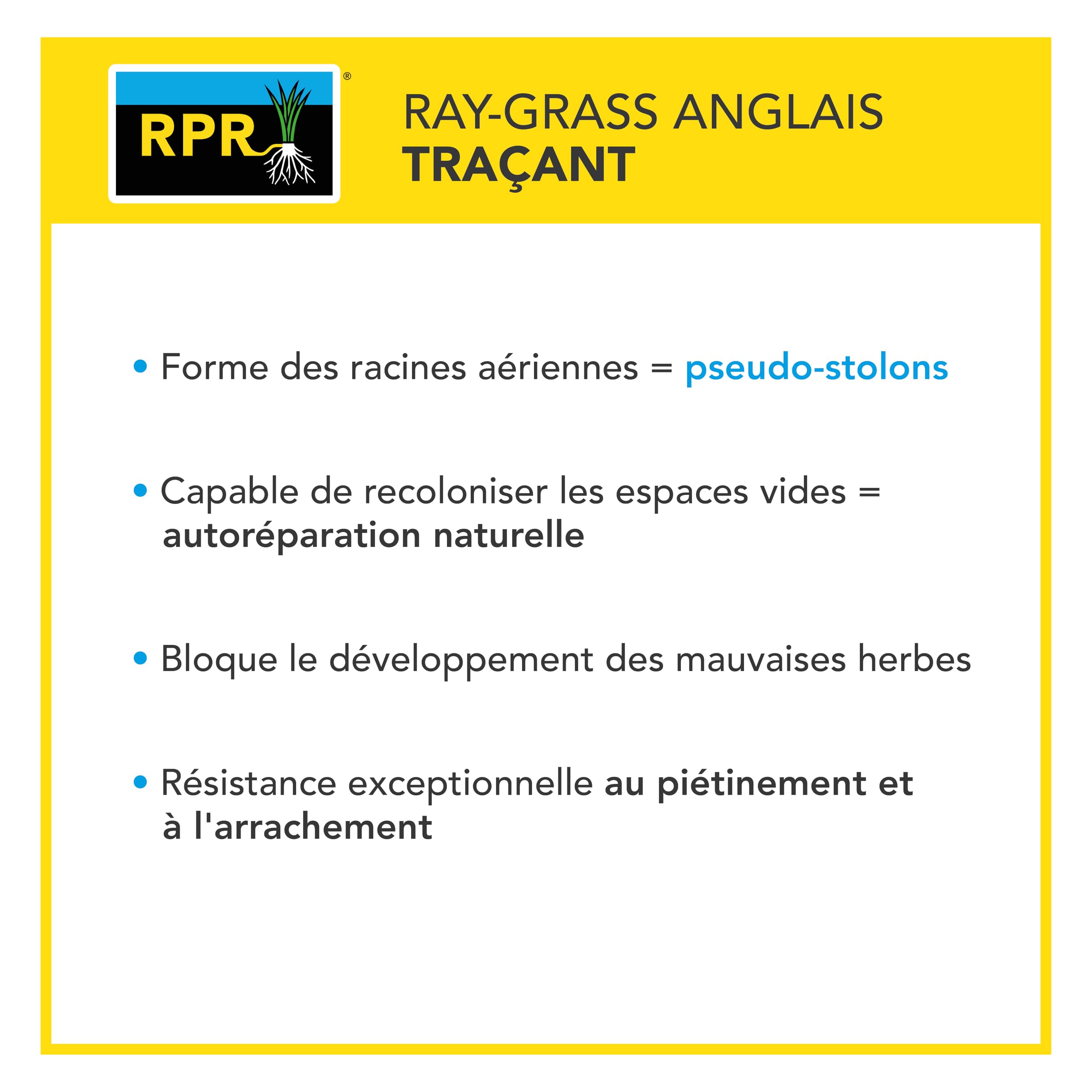 BARENBRUG - Gazon Anglais et Ultra dense - Aspect Prestigieux Parcs Anglais - Tapis Dense Effet velours - Densité Extrême - 5KG - 6