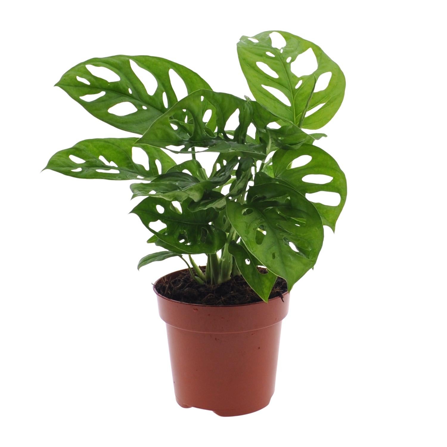 Monstera Monkey Leaf - Roślina doniczkowa 12 cm - Wysokość 30 cm