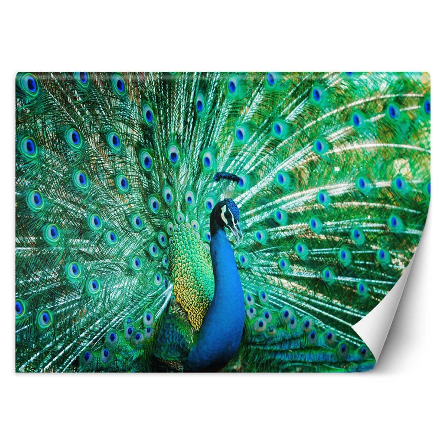 Fototapeta, Kolorowy paw 200x140