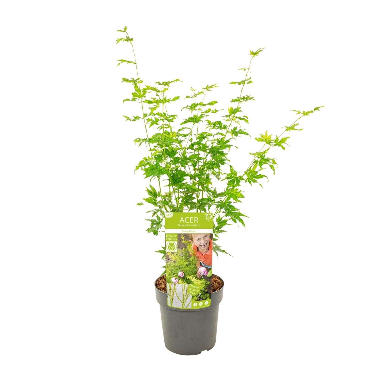 Acer palmatum ‘Going Green’ - Klon japoński zielony - Doniczka Ø19cm - Wys. 50cm