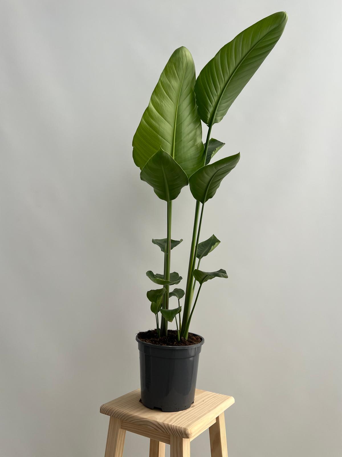 Ave del Paraíso Gigante - Strelitzia Nicolai o Augusta Planta Natural M20 (2 Plantas por maceta) Altura 70-90cm en maceta de 20cm - 3