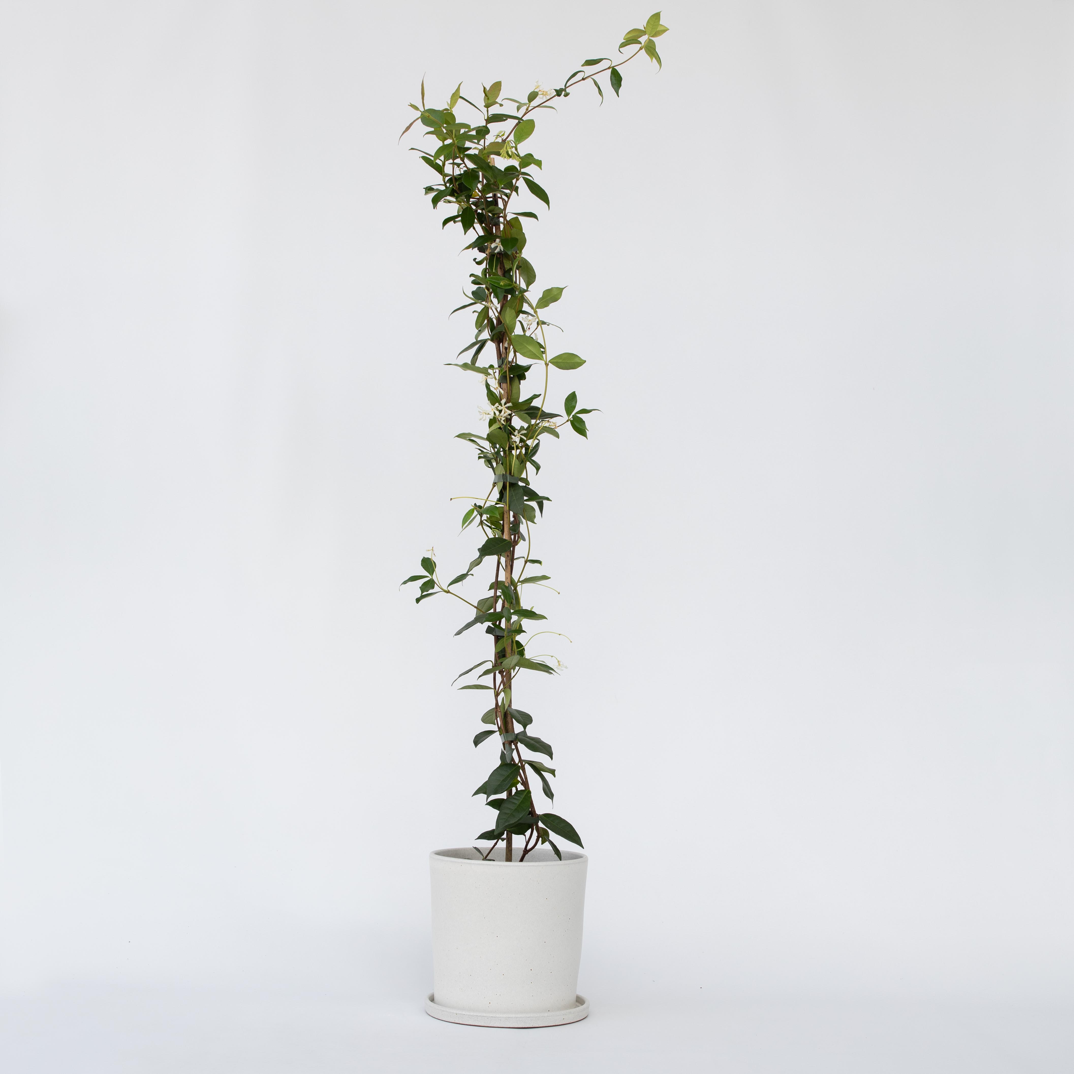 Jasmin étoilé - Trachelospermum jasminoides - Hauteur 110-120cm - ⌀17cm - 6