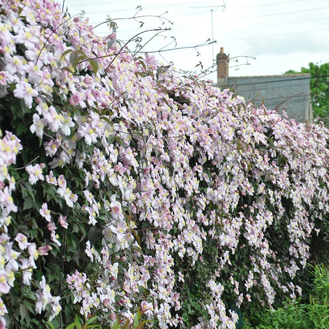 Clématite 'Mayleen' - clematis montana 1,5L - 40/60cm - 3