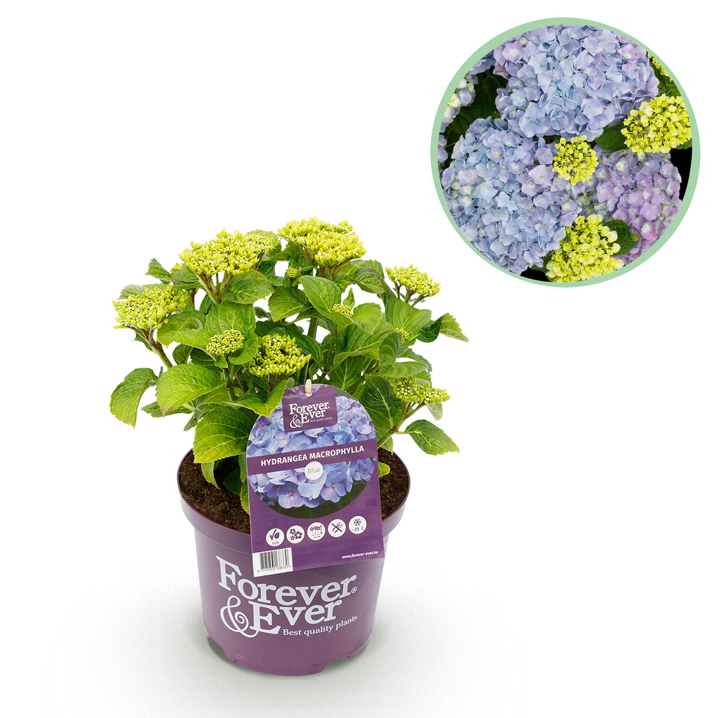 Hortensja Forever &amp; Ever Niebieska – Hydrangea macrophylla – 7–12 kwiatów – Donica 23 cm – Wys 55 cm