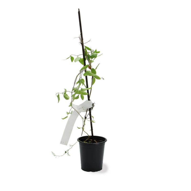 Clématite 'Jackmanii' (Clematis 'Jackmanii') - Godet - Taille 15/30cm - Pépinières Naudet - 3