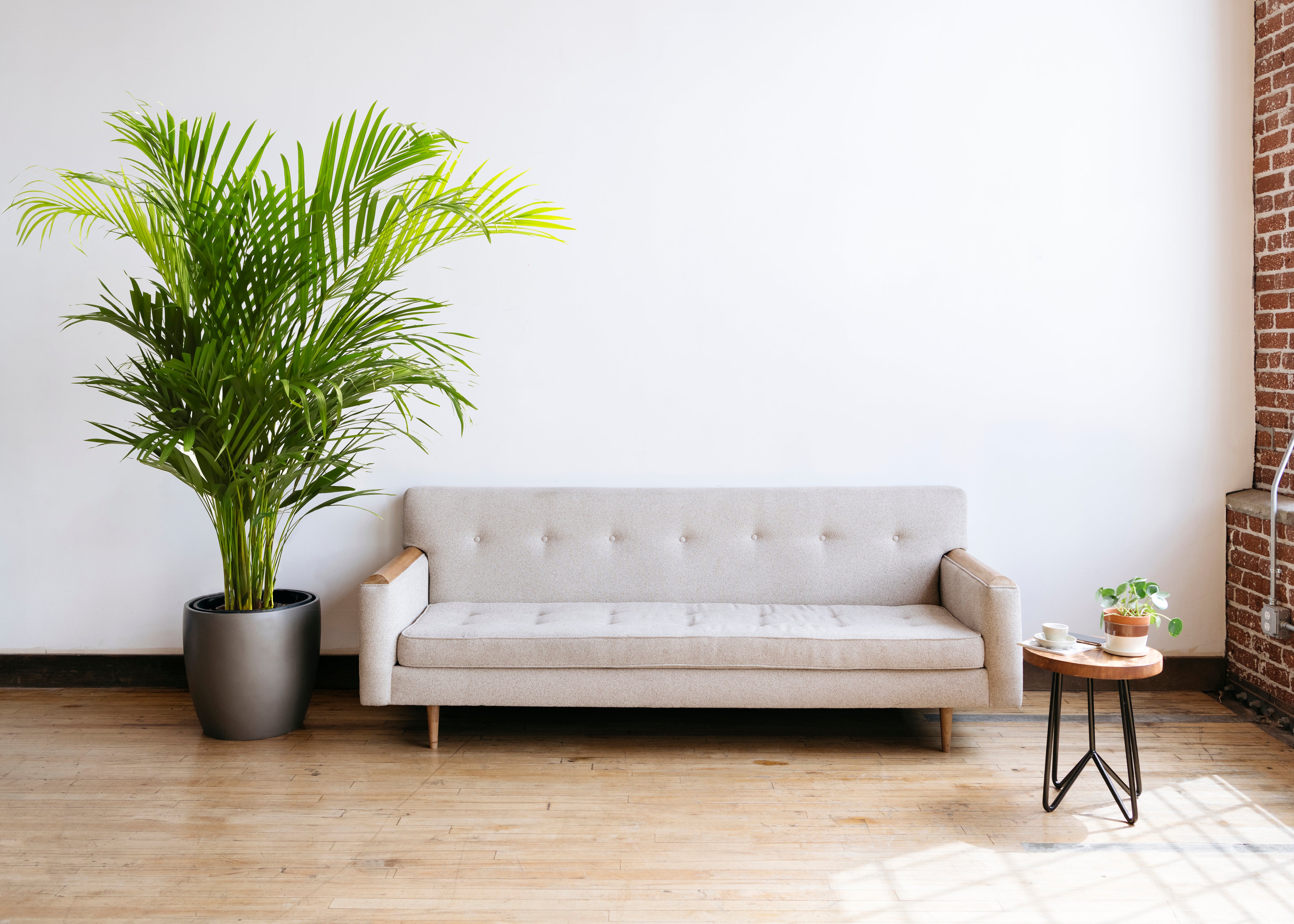 Palmera Areca Planta Natural M15 Altura 70-80cm en maceta de 15cm de diámetro - 3