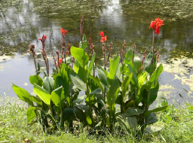 10 Migliori Canna Indica Pianta In Italia - 6