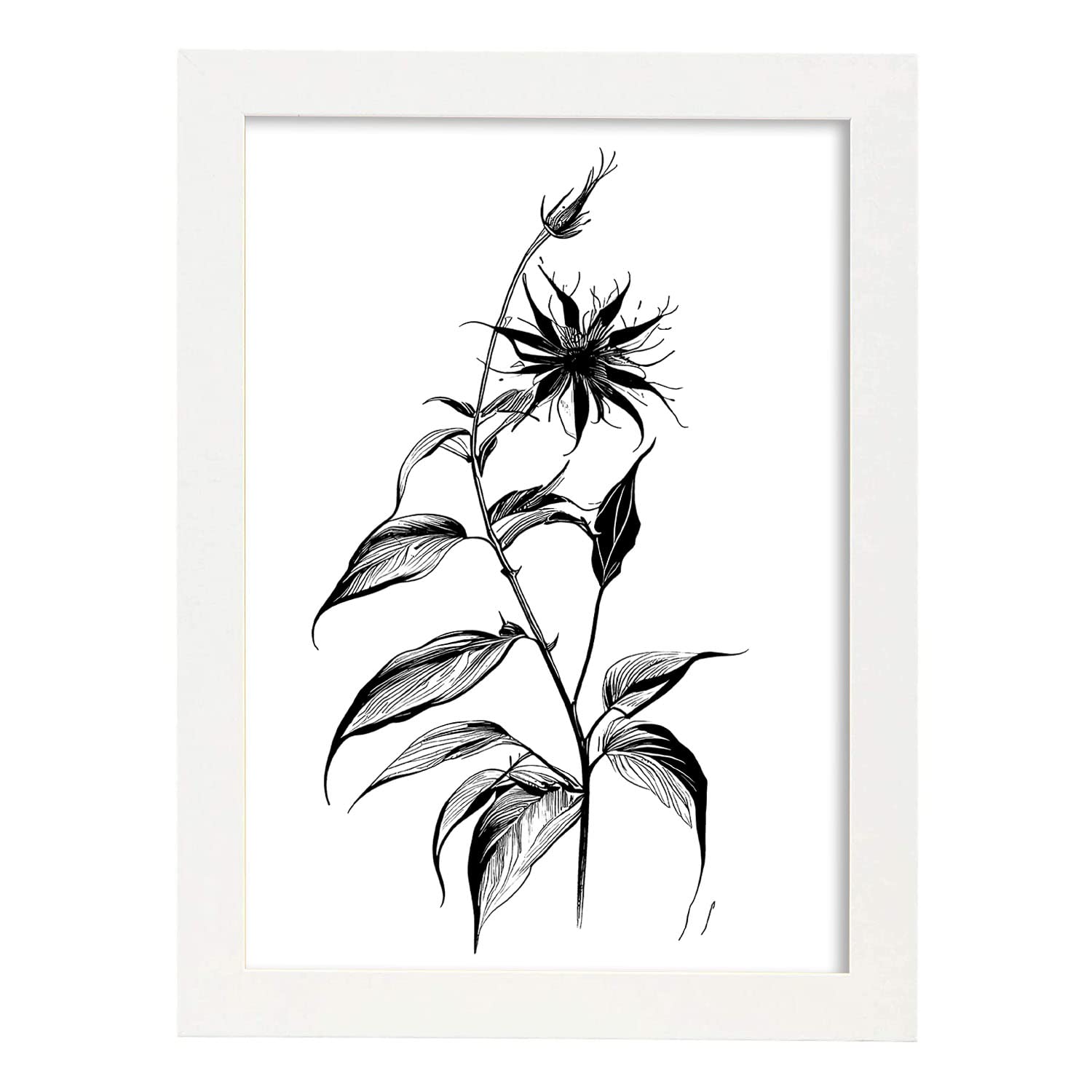 Nacnic poster de borraja estilo nórdico ilustraciones de botánica con flores y plantas en blanco y negro diseño y a3 con marco blancos