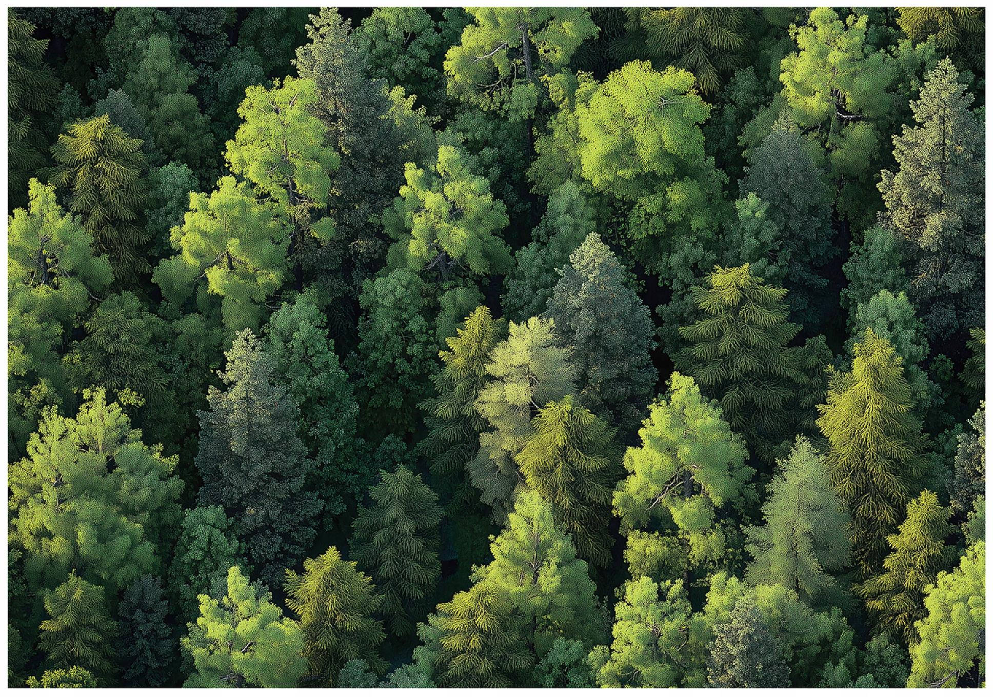 Fototapeta Drzewa Las Natura 300x210 cm Tapeta Do Sypialni Salonu Kuchni Na Flizelinie