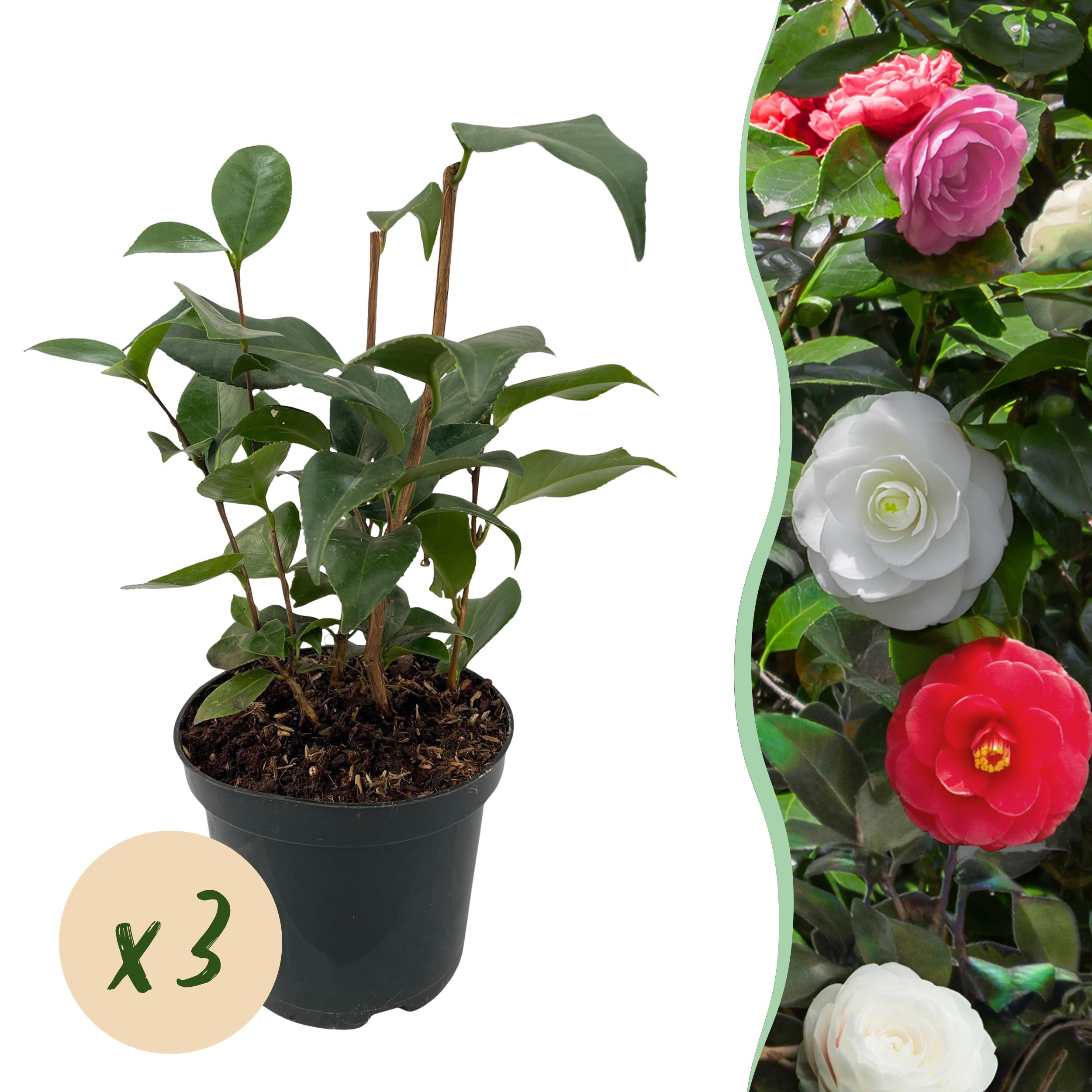 Green boutiQ – Camellia japonica Tricolor – Kwiaty różowe, białe i czerwone – 3 rośliny – Zimozielona – Doniczka 15 cm W30 cm