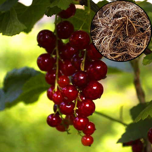 Forfait foret alimentaire Schramas 20 Plants fruitiers + Cueillette sauvage sur 25m2 - 3