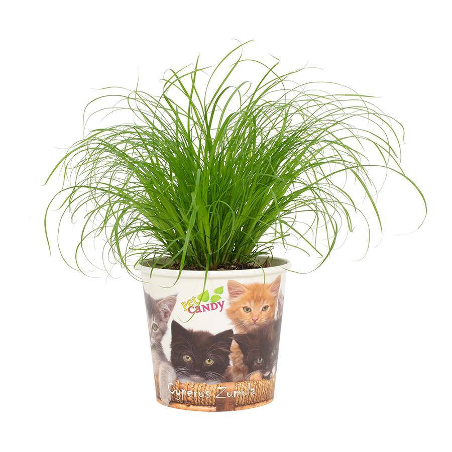 Cyperus Zumula Ø12cm Wys.23cm – Roślina doniczkowa z ozdobną osłonką Pet Candy Kat