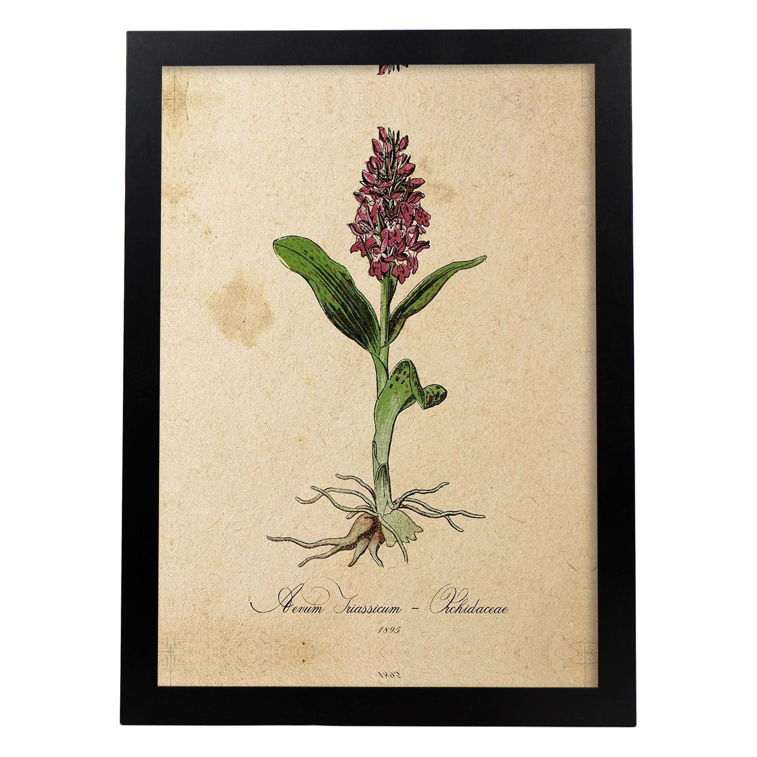 Lamina para enmarcar orquidea poster con imagenes de la naturaleza lamina botanica láminas folio para enmarcar 21x297cm marco madera clara - a3