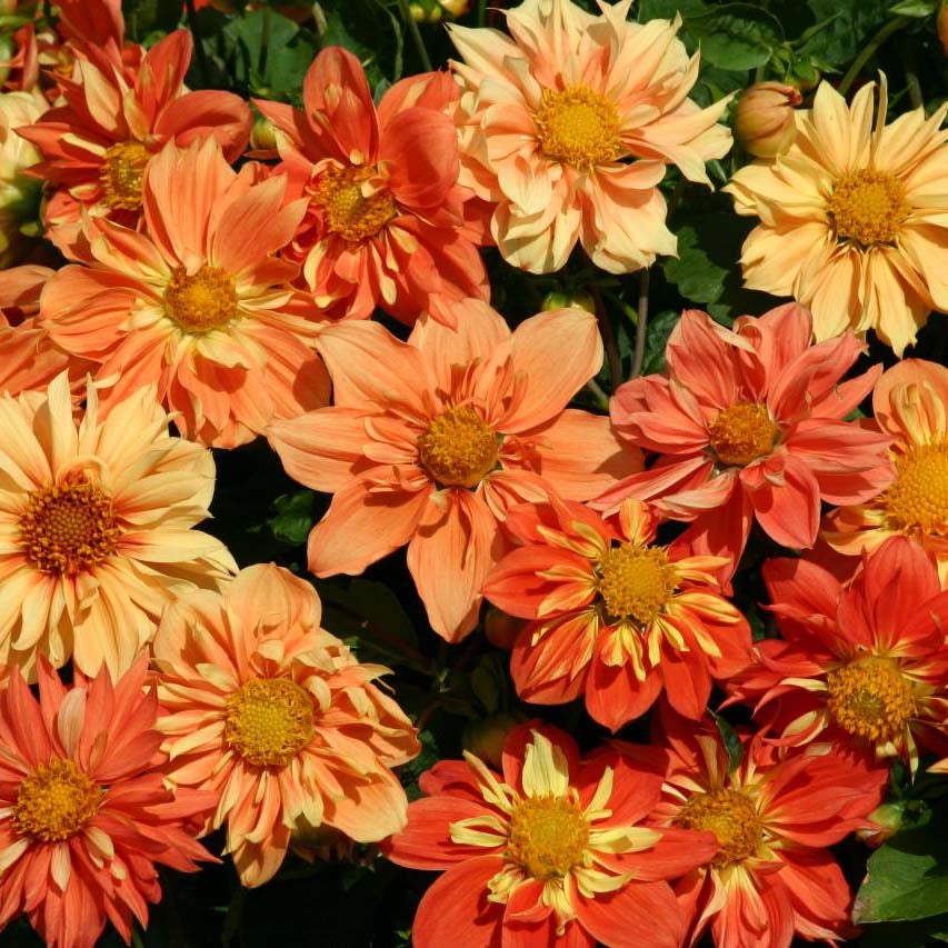 Dahlia variabilis 'Sunny Reggae' le sachet de 100 graines environ (1g ...