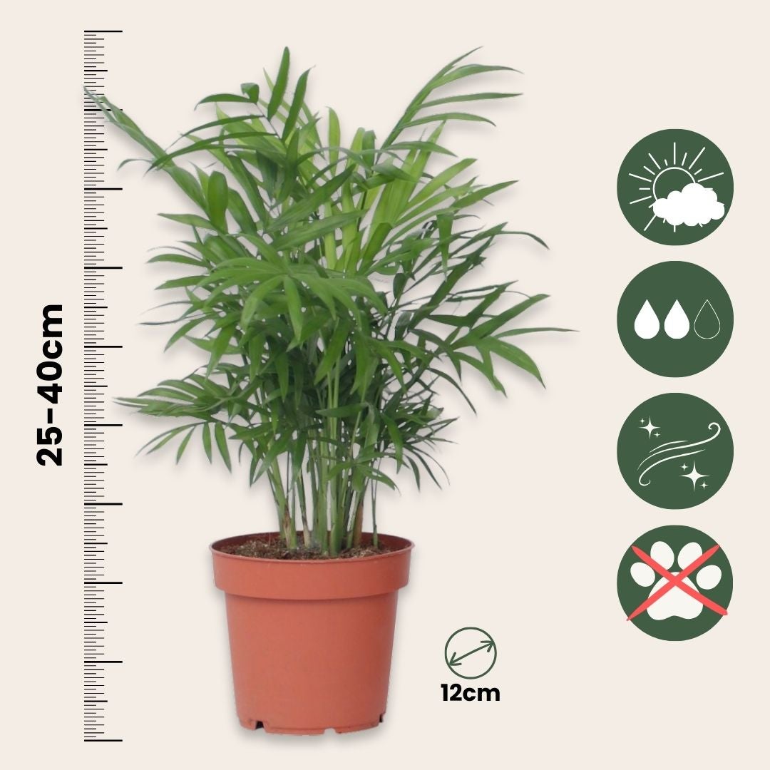 Mélang de plantes d'intérieur - Set de 4 - Hauteur 25-40cm - ⌀12cm - 2