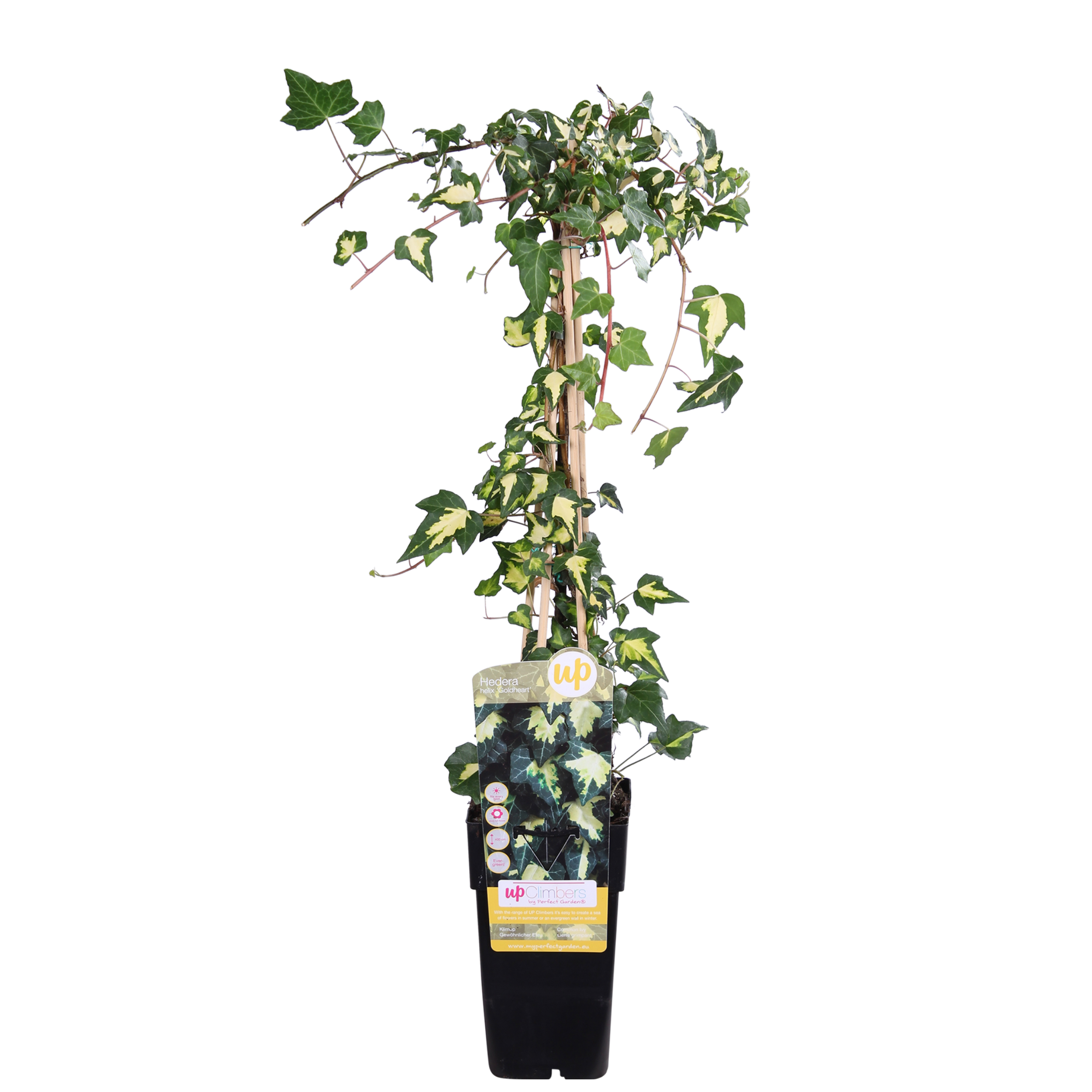Hedera colchica 'Dentata Variegata' - Bluszcz zimozielony o ząbkowanych liściach - 15cm - 65cm