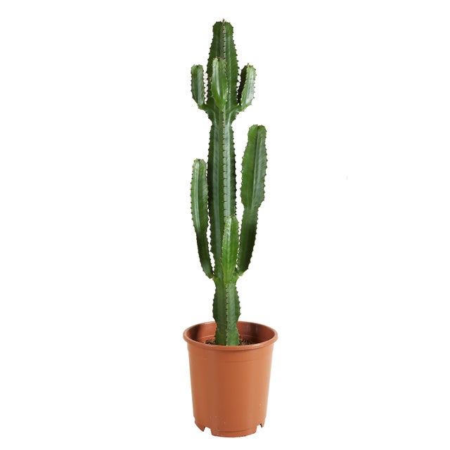 Euphorbia Acrurensis - Euphorbe - Cactus cowboy - Plante cactus - H. 100-120 cm - P. 24 cm