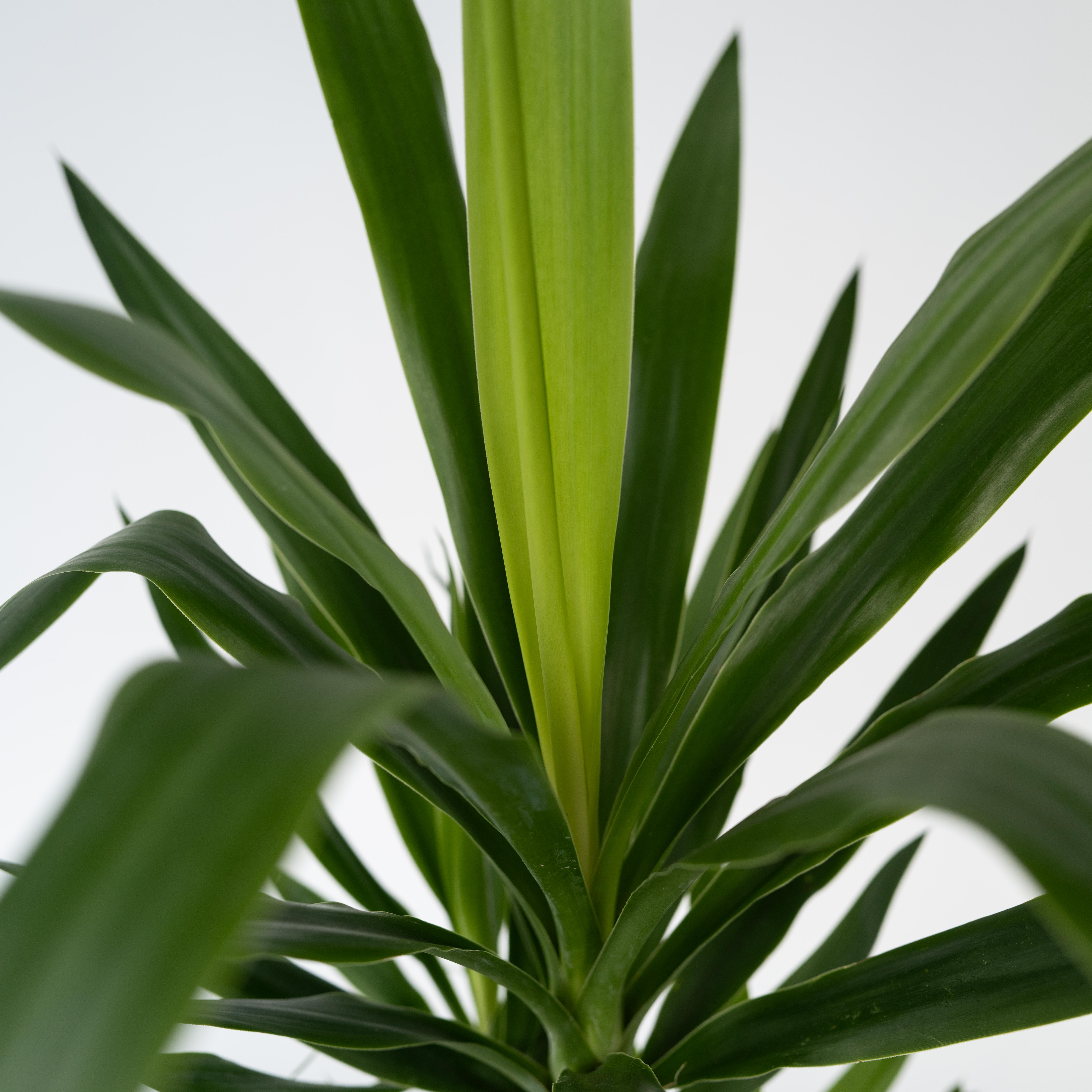 Pied d'éléphant - Yucca elephantipes - Hauteur 70-80cm - ⌀17cm - 5