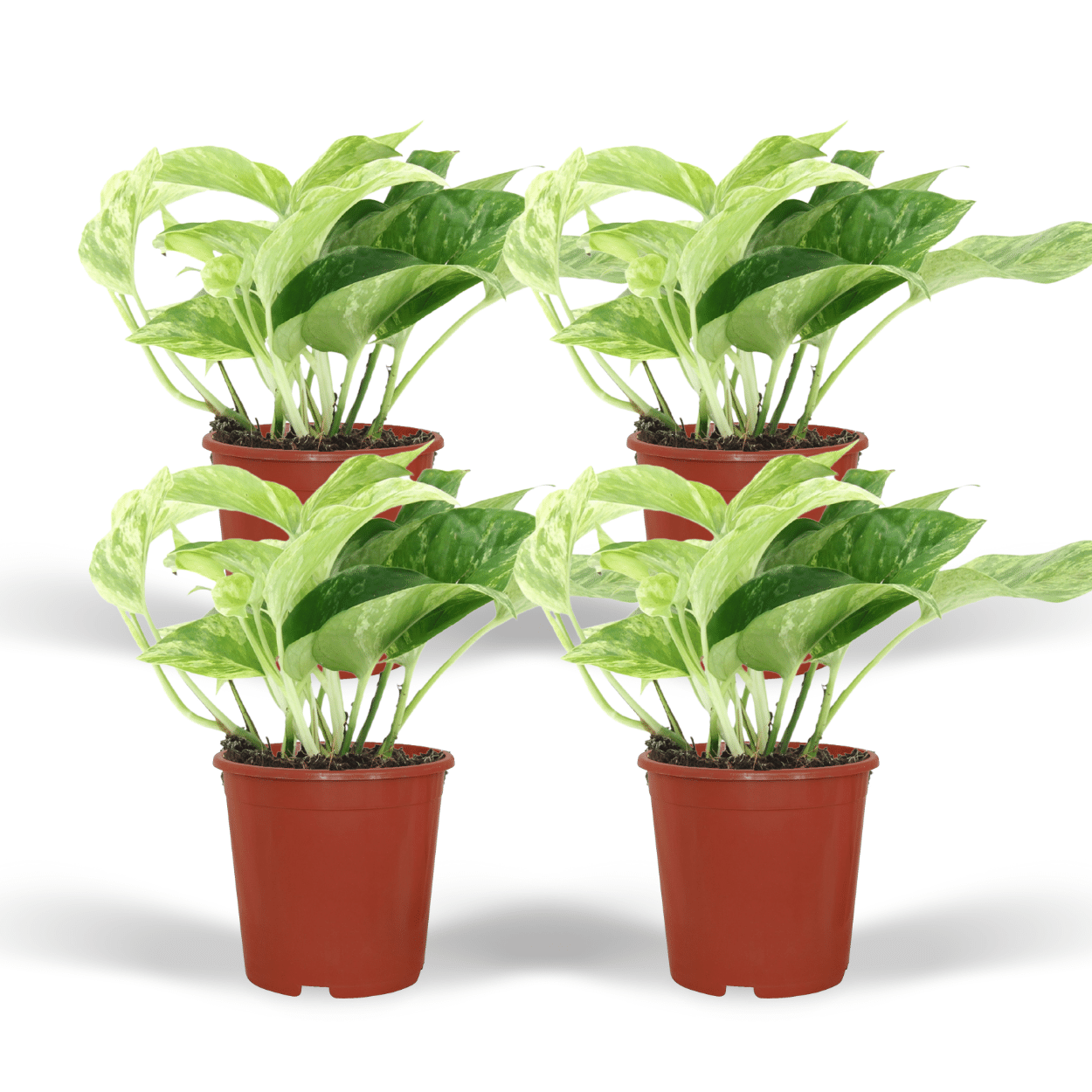 4x Epipremnum Marble Queen - Roślina pnąca 12 cm - Liście marmurkowe
