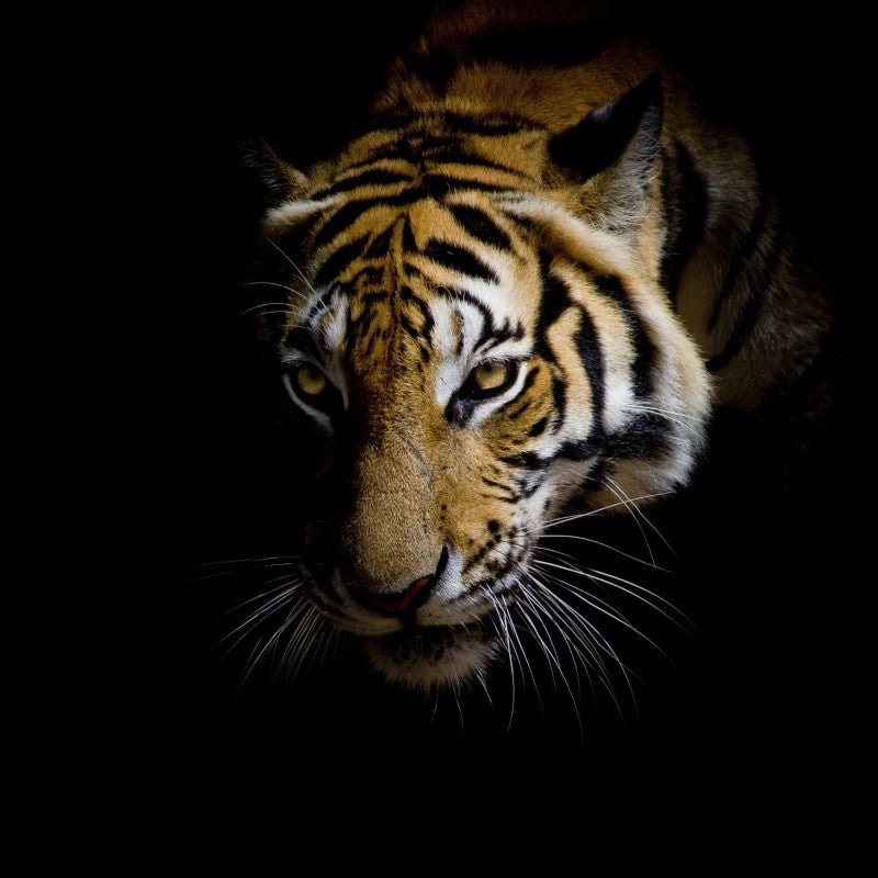 Tableau Décoratif Tigre Sur Verre Acrylique 100x50 Cm - Marque Tulup Style Moderne - Neuf