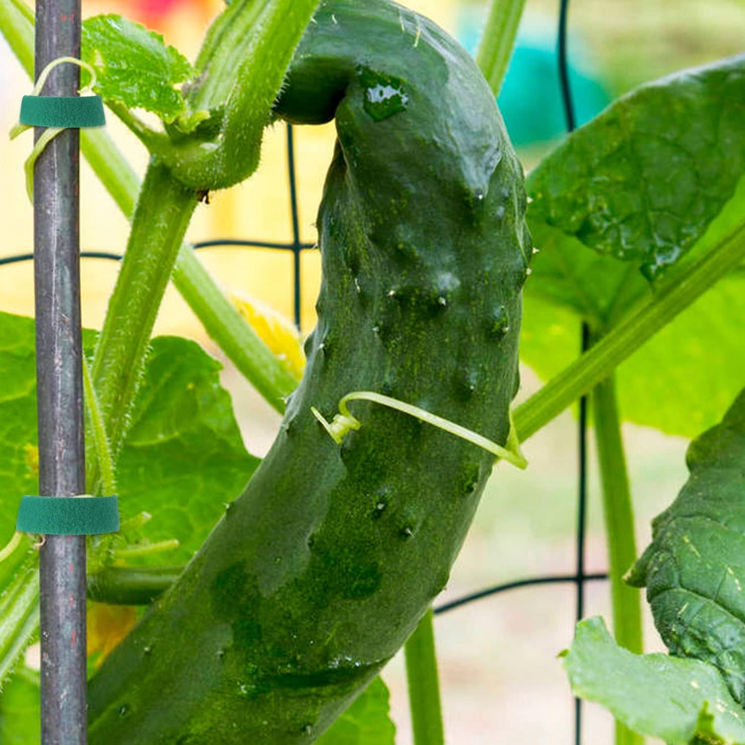 Un rouleau de liens végétaux réglables (5 m x 10 mm), solides et réutilisables, parfaits pour fixer les tomates et les plantes grimpantes. - 3
