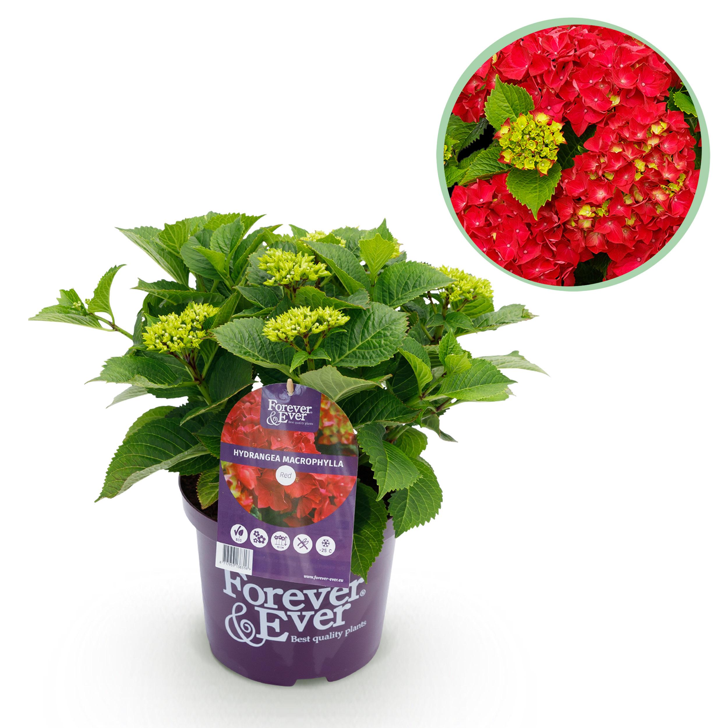 Hortensja Forever &amp; Ever Czerwona – Hydrangea macrophylla – 7-12 kwiatów – Doniczka 23 cm – Wys 55 cm