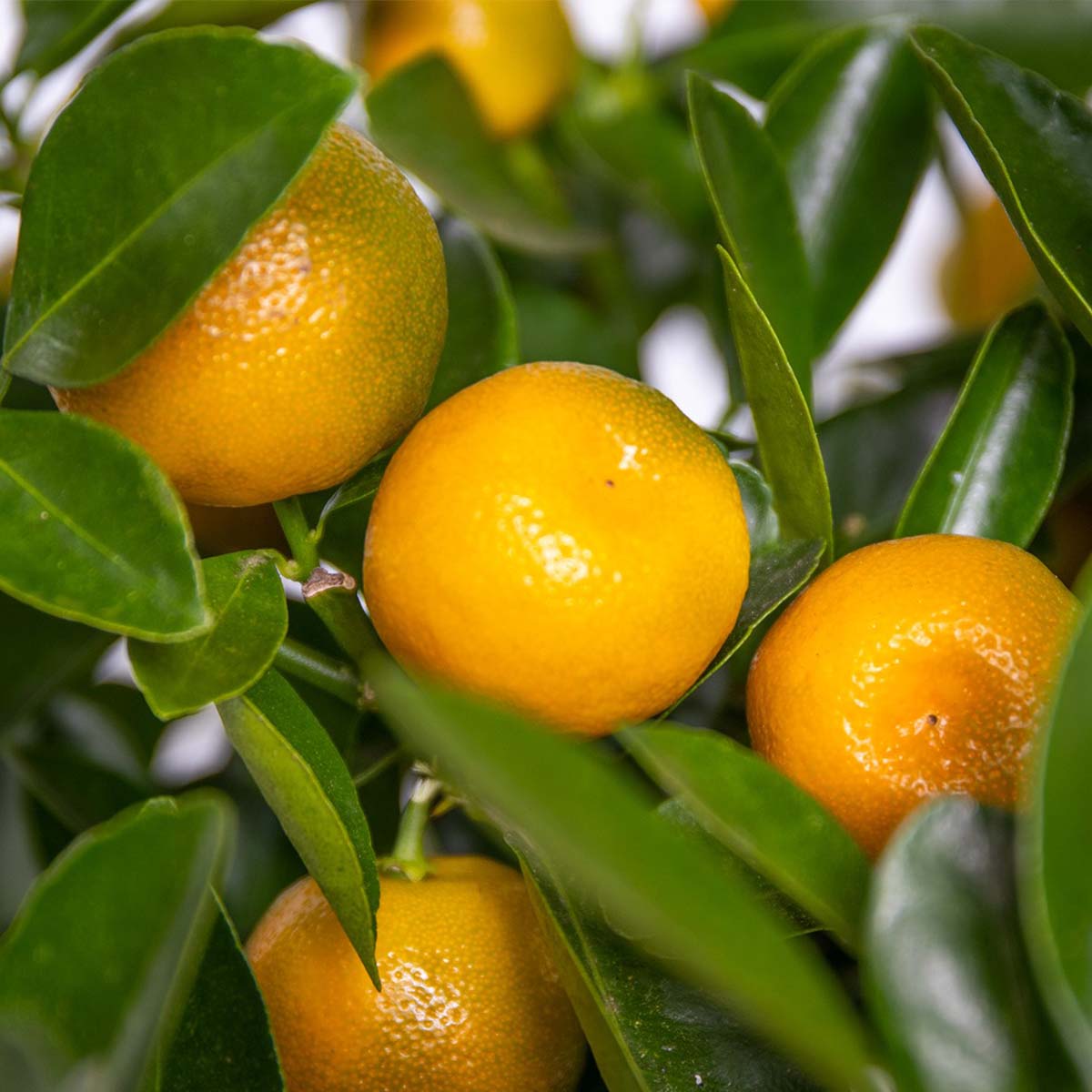Citrus Calamondin - Oranger d’intérieur - Agrume - Arbre fruitier - H. 50-70 cm - P. 19 cm - 4