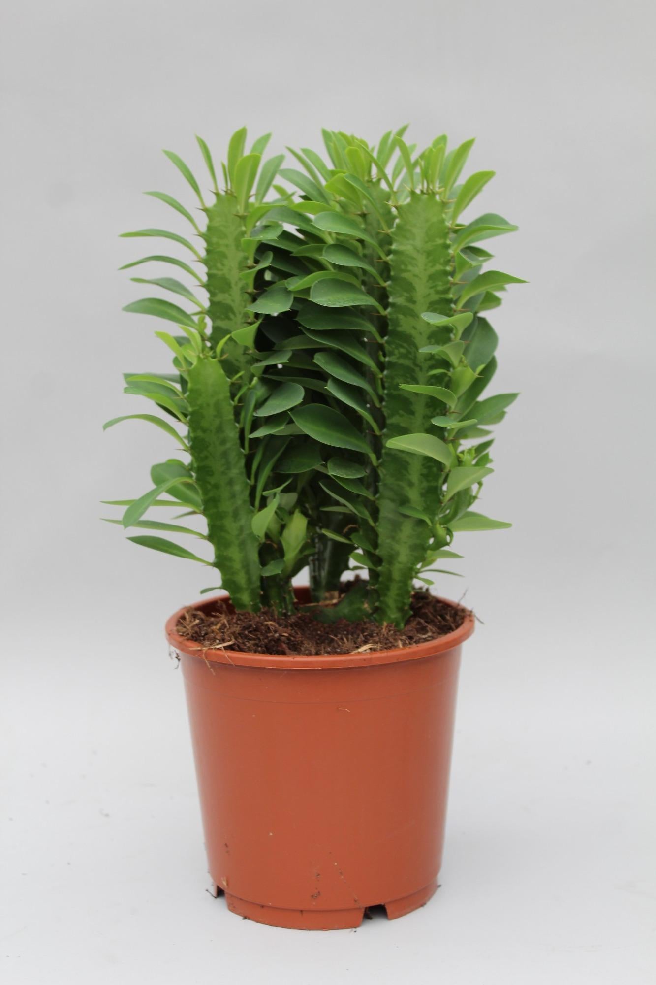 Euphorbia Trigona Ø12cm ↕40cm – Roślina sukulentowa Afrykańskie Drzewo Mleczne do wnętrz