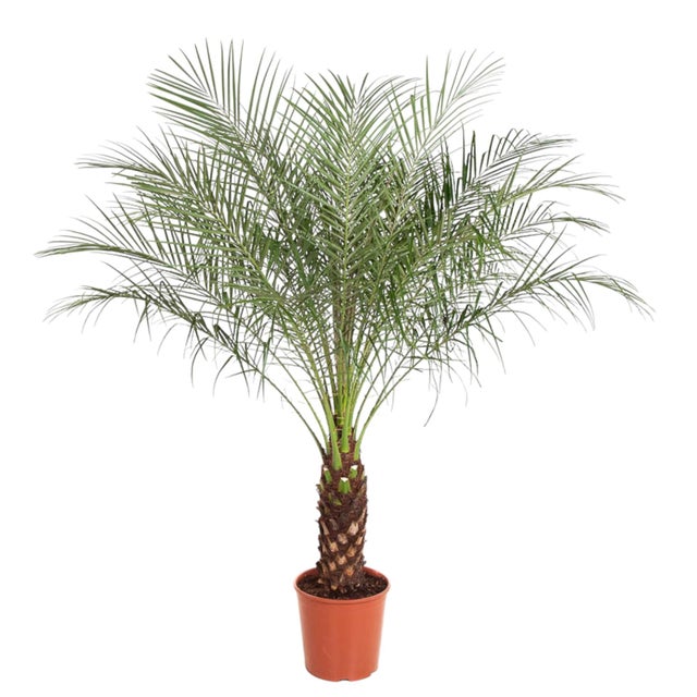 Palma Phoenix Roebelenii – 160 cm – Ø27 cm – MOSELOTA Verde