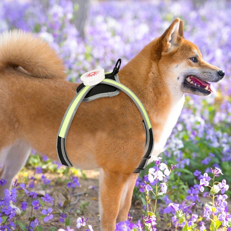 Nobleza - 2 × Collar Luminoso Perro De Seguridad Personalizado, 3 Modos Collar Luz Perro Con USB Recargable, Ajustable Impermeable Collares LED Para Perros Pequeños/Medianos/Grandes(Verde