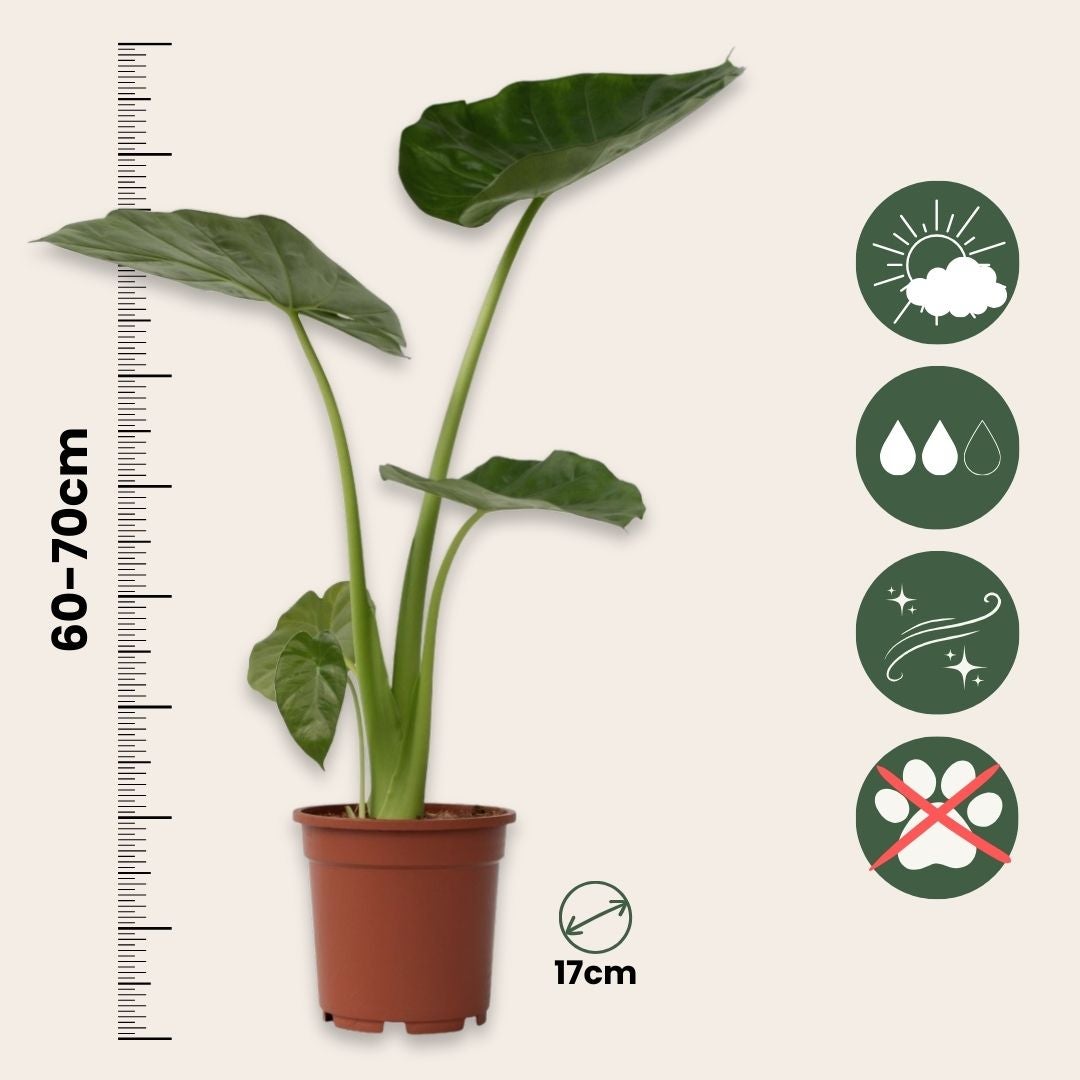 Plante à grandes feuilles - Alocasia 'Macrorrhizos' - Hauteur 60-70cm - ⌀17cm - 2