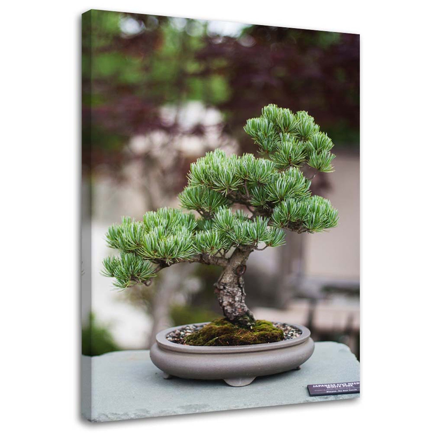 Obraz na płótnie, Drzewko bonsai na kamieniach 70x100