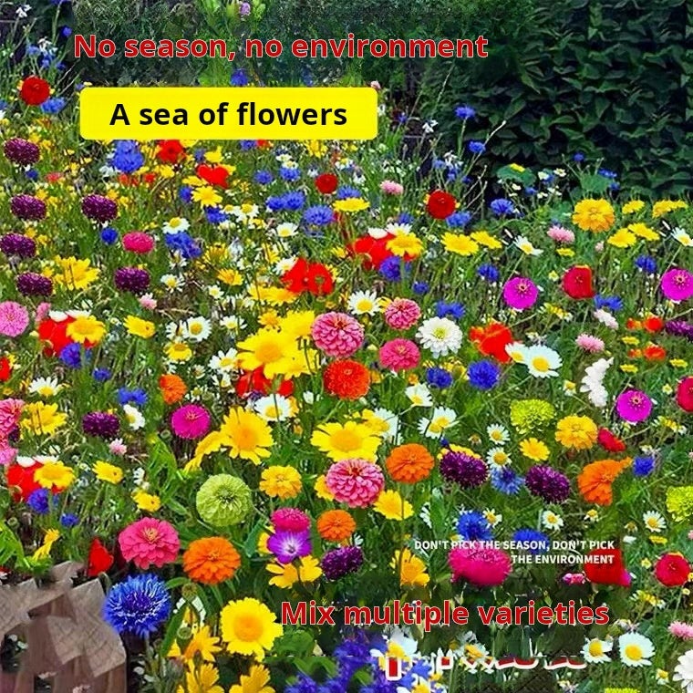1&nbsp;000 graines de fleurs sauvages rares mélangées, floraison quatre saisons | Attire les abeilles et les papillons (annuelles et vivaces) - 2