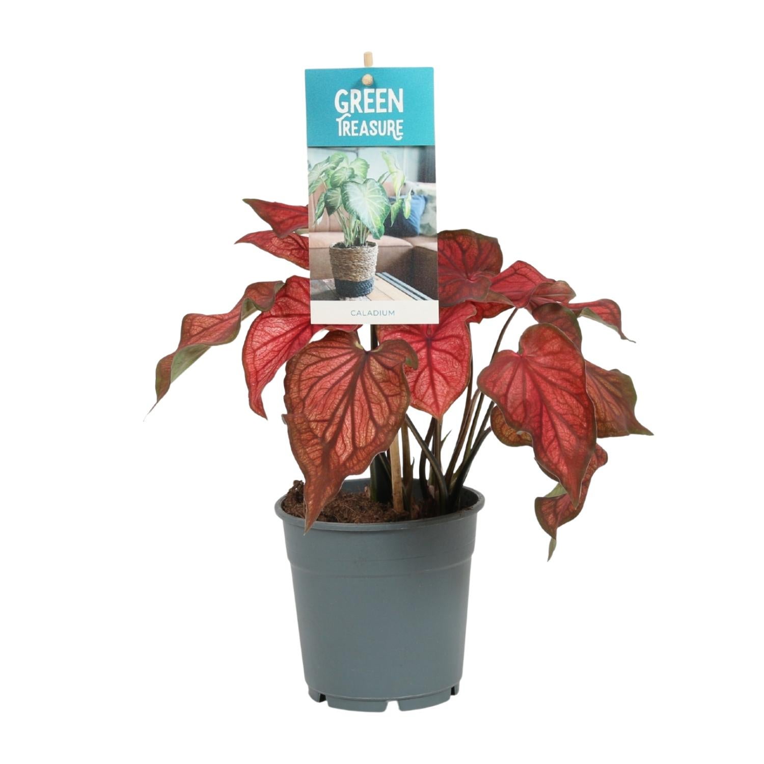 Caladium Rood 12 cm - Roślina doniczkowa 25 cm - Liście serca czerwone