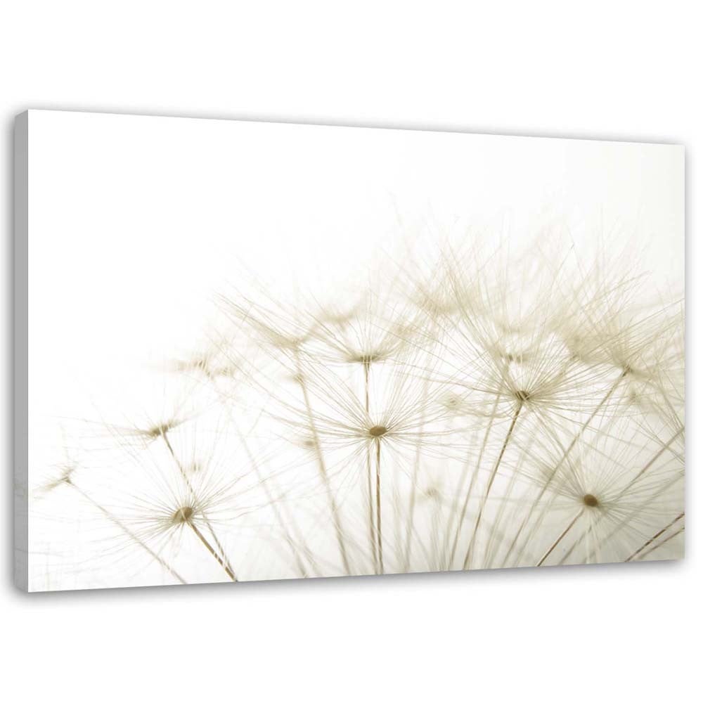 Obraz, Dmuchawiec z bliska 120x80