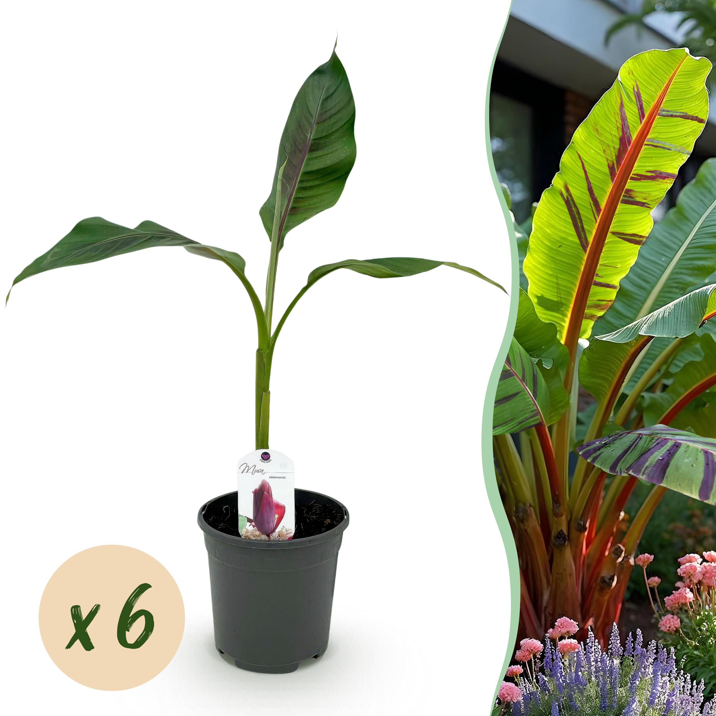 Musa Sikkimensis Red Tiger 6 Plantes Bananier D coratif Feuillage 