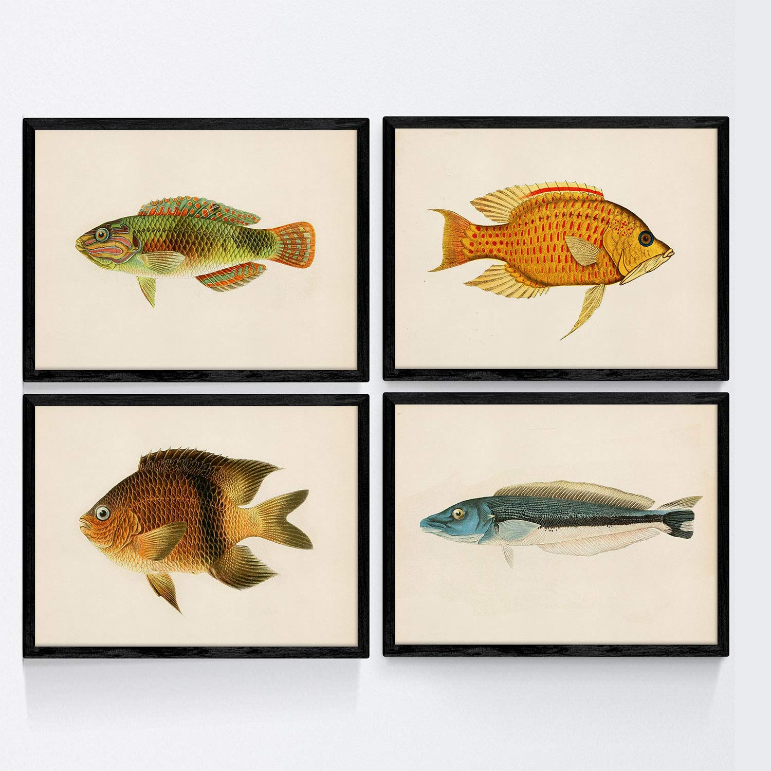 Set de 4 láminas con pez colorido efecto vintage tono naranja azul verde composicion de 4 peces diferentes, fondo papel antiguo vintage sin marco - a4