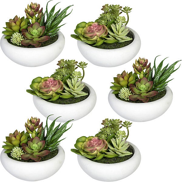 Piante - Piante grasse: Cactus e succulente d.3,5 cm. Vendita piante e green design