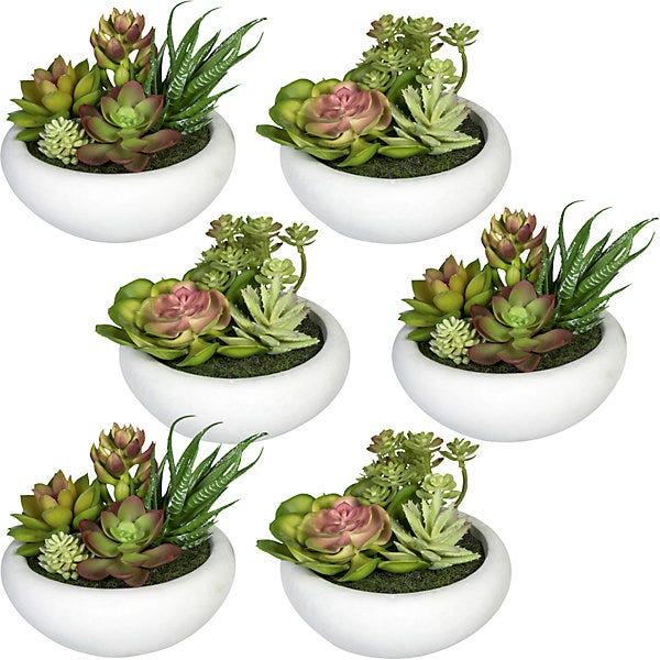 Piante - Piante grasse: Cactus e succulente d.3,5 cm. Vendita piante e green design Piante - Piante grasse: Cactus e succulente d.3,5 cm. Vendita piante e green design