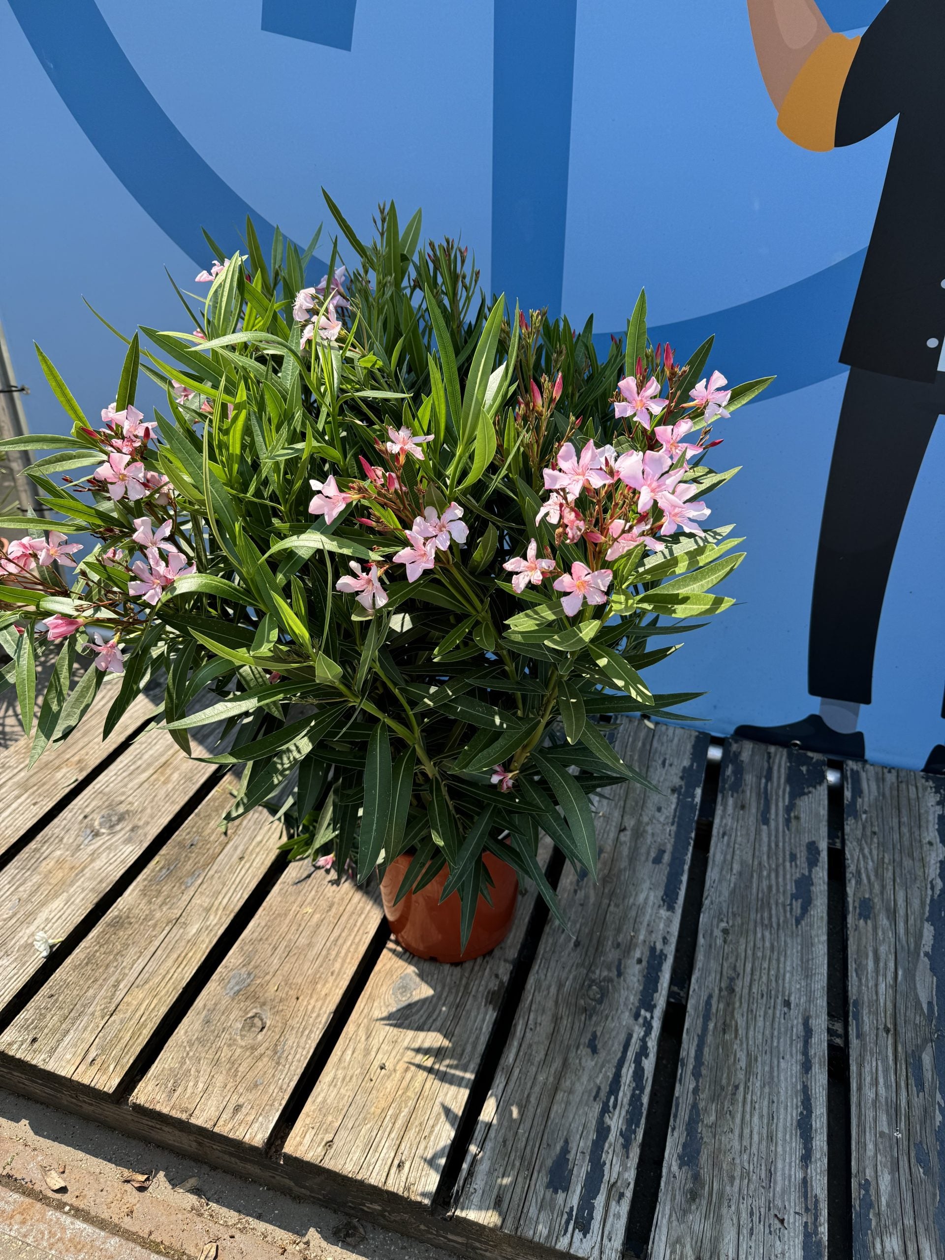 Laurier-rose rose - Nerium oleander - 120 cm | Leroy Merlin
