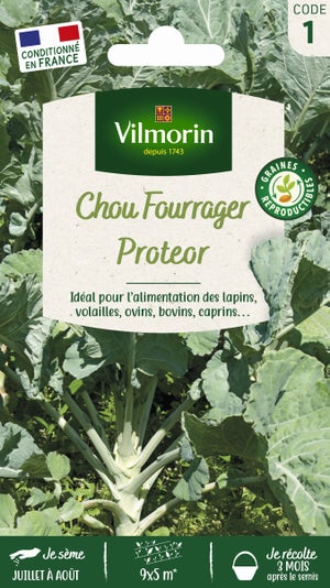 Graines Chou Cabus Quintal D'Alsace - Brassica Oleracea Capitata Quintal D' Alsace