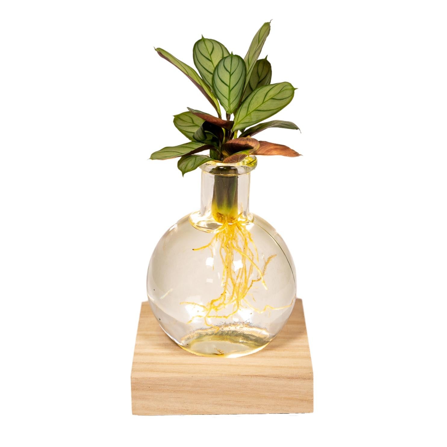 Calathea w szkle Samoa z oświetleniem LED – roślina hydroponiczna dekoracyjna Ø12cm - 10cm