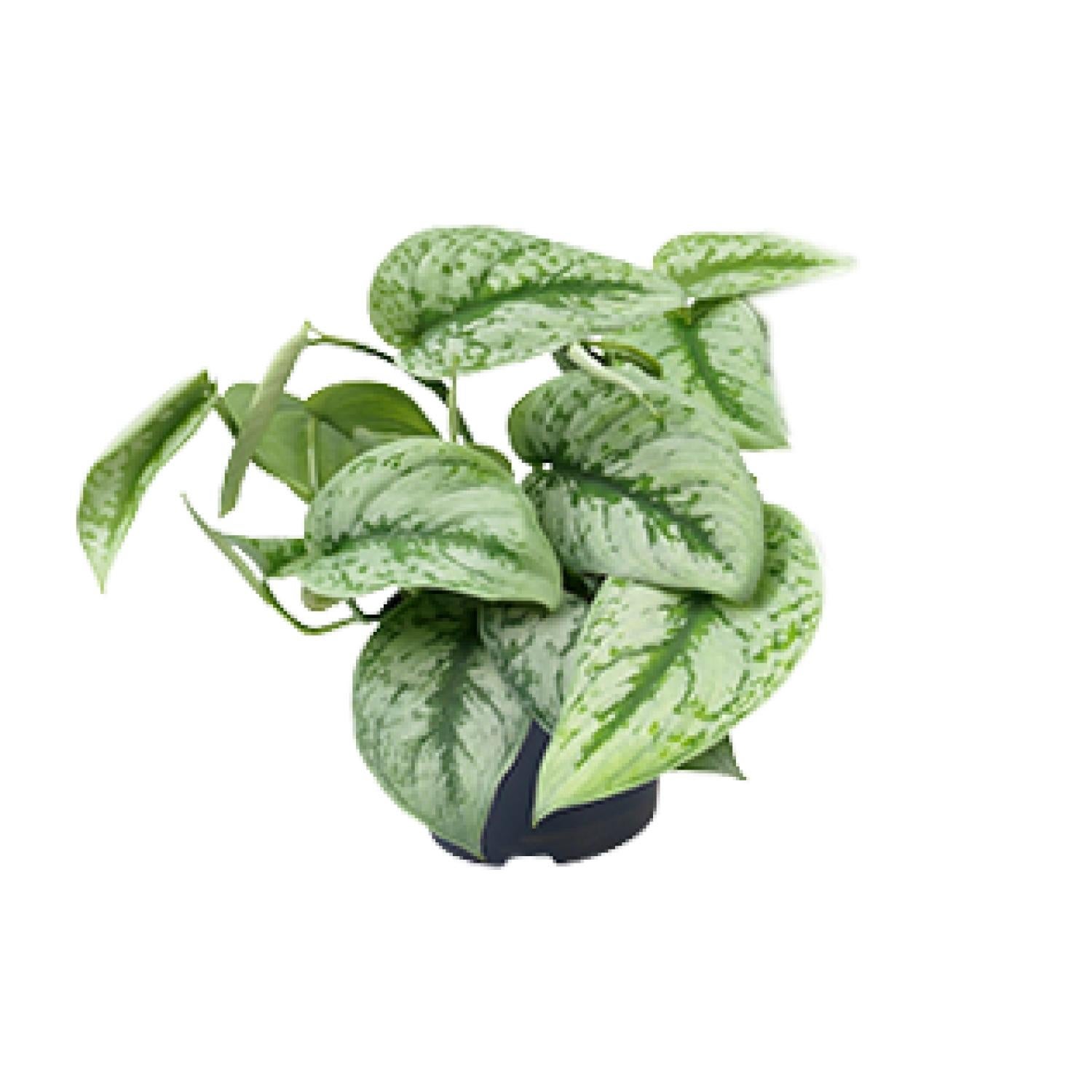 Scindapsus Pictus Trebie - Roślina doniczkowa pnąca - Zielono-srebrne liście - Doniczka Ø12 cm - Wysokość 25 cm