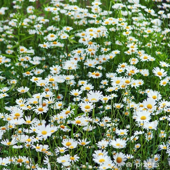 Prati Di Fiori Selvatici Raffigurato In Provenza, Il Sud Della Francia - Foto 8