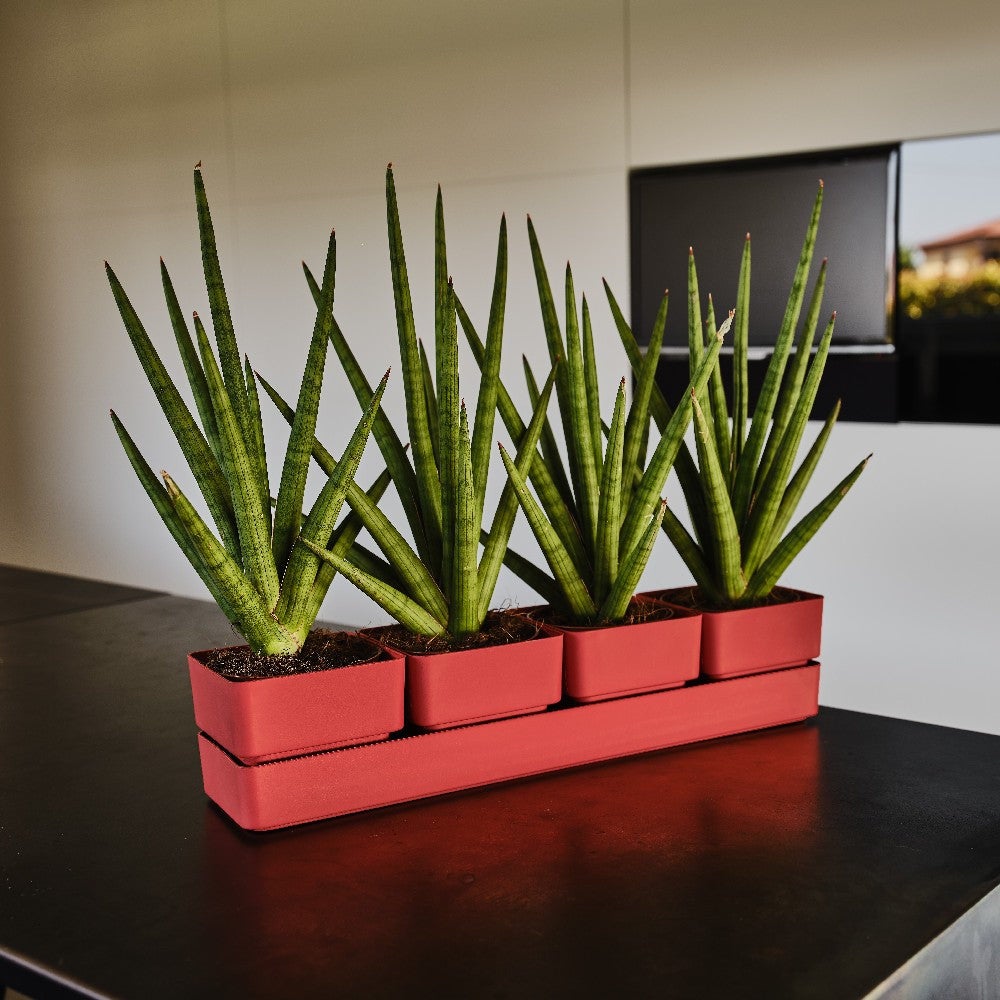 Vasi per Piante Succulente in Plastica Ottagonali da 4 Pollici, Piccoli Vasi per Fiori con Fori di Drenaggio e Sottovasi, Contenitori per Piante, Decorazione da Giardino